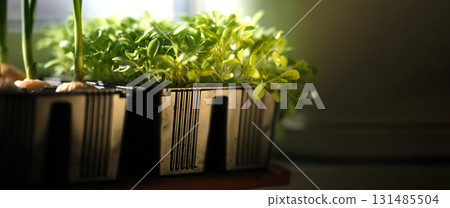 Growing greenery on the windowsill Growing greenery on the windowsill 131485504
