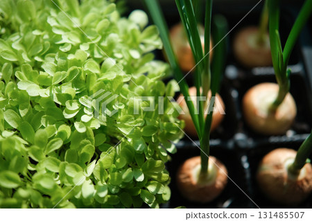 Growing greenery on the windowsill Growing greenery on the windowsill 131485507