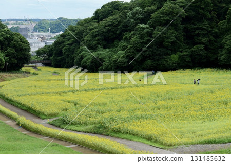 Sunflower fields at Kurihama Flower Park, Yokosuka Sunflower fields at Kurihama Flower Park, Yokosuka 131485632