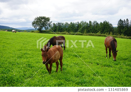 A mother and baby pony grazing in a pasture A mother and baby pony grazing in a pasture 131485869