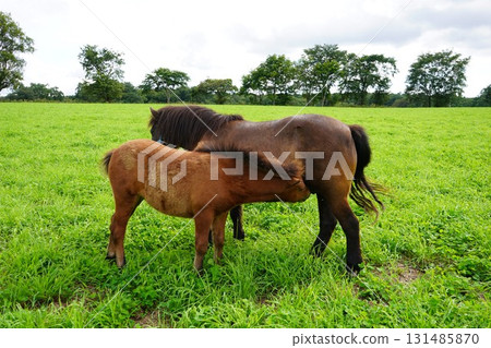Baby pony drinking milk Baby pony drinking milk 131485870