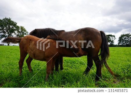 Baby pony drinking milk Baby pony drinking milk 131485871