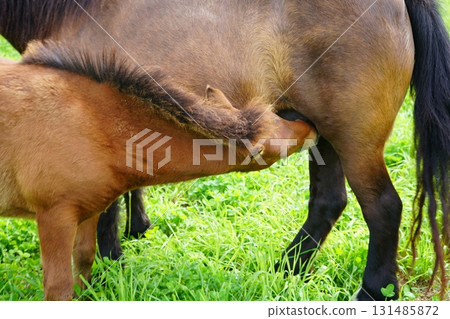 羊的三月 羊的三月 131485872