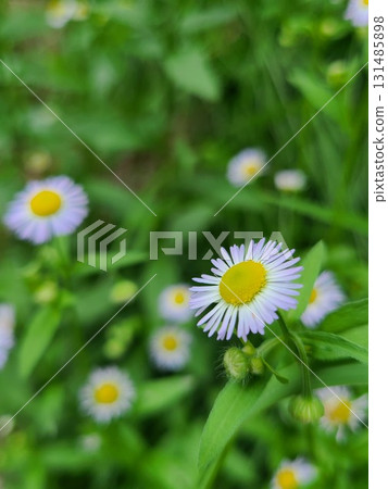 初夏至秋季開花的菊科花卉 初夏至秋季開花的菊科花卉 131485898
