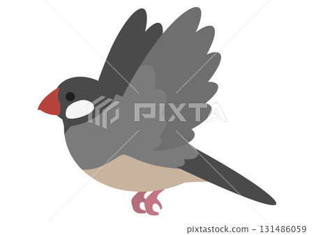 Vector illustration of a cute flying Java sparrow 131486059