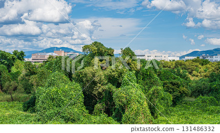 Trees on the Kizu River riverbed covered with vines, Yawata City, Kyoto Prefecture Trees on the Kizu River riverbed covered with vines, Yawata City, Kyoto Prefecture 131486332