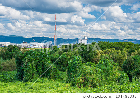 京都府八幡市木津川河床上爬滿藤蔓的樹木 131486333