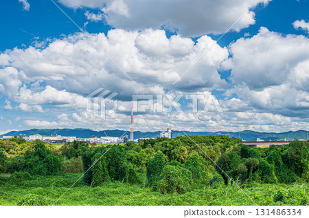 Trees on the Kizu River riverbed covered with vines, Yawata City, Kyoto Prefecture Trees on the Kizu River riverbed covered with vines, Yawata City, Kyoto Prefecture 131486334