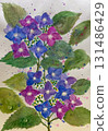 Hydrangea flowers painted in watercolor 131486429
