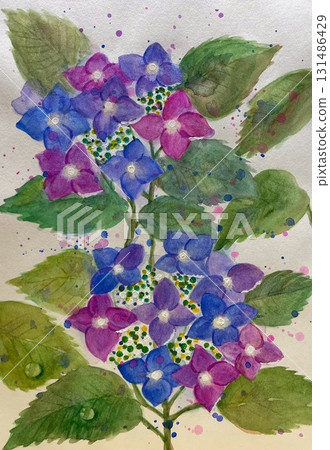 Hydrangea flowers painted in watercolor Hydrangea flowers painted in watercolor 131486429