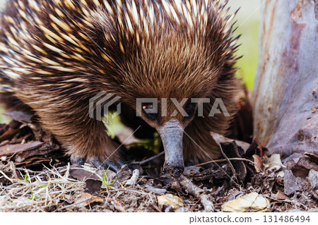 Echidna in Guerilla Bay in Australia Echidna in Guerilla Bay in Australia 131486494