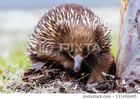 Echidna in Guerilla Bay in Australia Echidna in Guerilla Bay in Australia 131486495