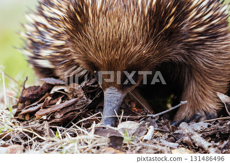 Echidna in Guerilla Bay in Australia 131486496