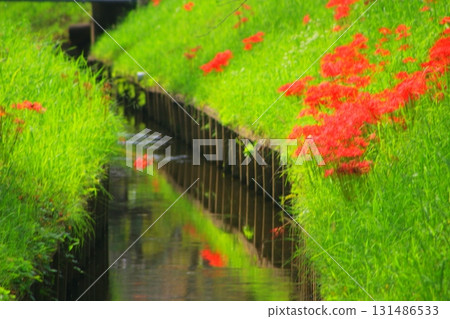 Riverside promenade and red spider lilies Riverside promenade and red spider lilies 131486533