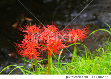 Red spider lilies blooming along the river in autumn Red spider lilies blooming along the river in autumn 131486534