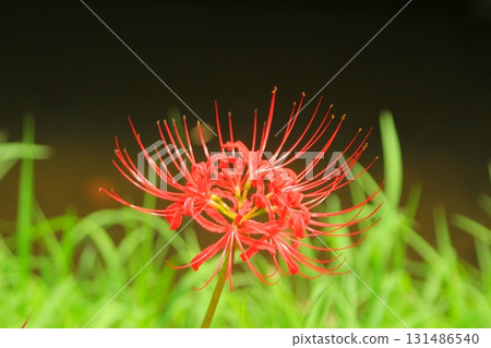 秋季，河邊盛開的紅花 131486540