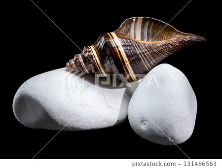 Striped Spiral Melongena Seashell Balanced on Smooth White Stones 131486563