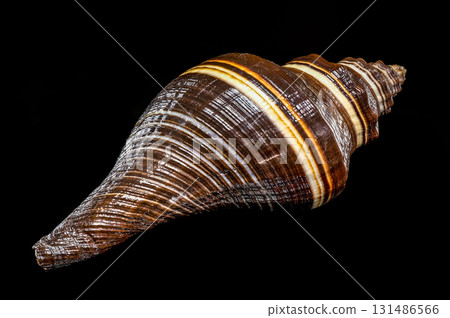 Dark Brown and White Striped Spiral Melongena Shell on Black Background Dark Brown and White Striped Spiral Melongena Shell on Black Background 131486566