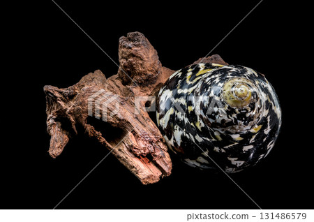 Polished Magpie Turbo Shell and Driftwood on Black Background 131486579