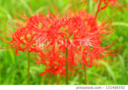 秋季，河邊盛開的紅花 131486592