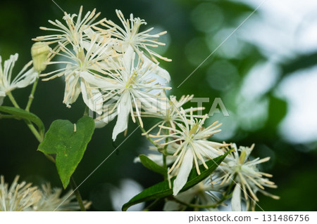 Sengenesou花 Sengenesou花 131486756