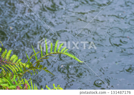 Summer rain: Pond grass 04 131487176