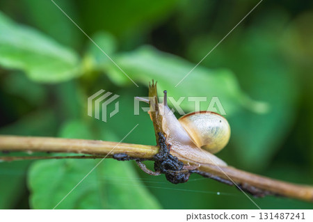 A snail crawling on a branch in the summer grass 131487241