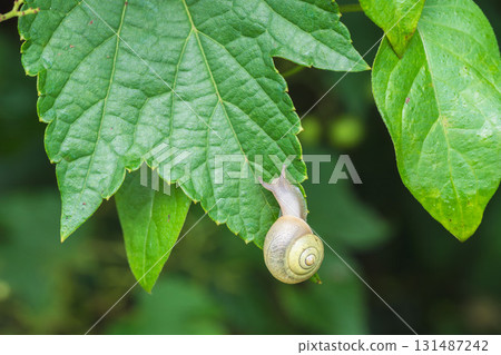 夏草：葉子上的蝸牛 131487242