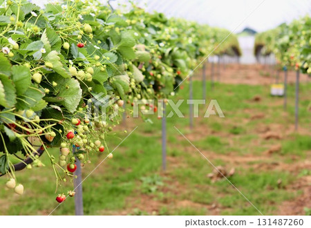 A central path leading through rows of strawberry plants with ripening fruit and white flowers inside a large polytunnel greenhouse, emphasizing agricultural scale. 131487260