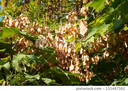 泡桐，2025年9月 131487302