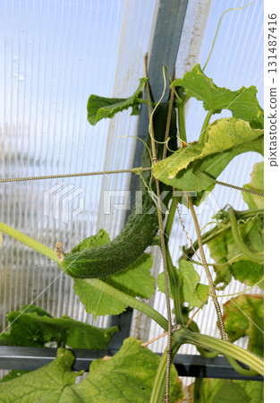 A ripe, long, bumpy cucumber on a branch in a greenhouse 131487416