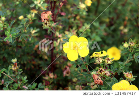 A yellow cinquefoil flower with buds on a bush on a sunny autumn day 131487417