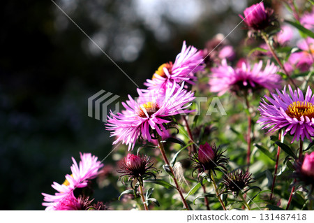Pink and purple asters with buds on a sunny autumn day - space for text 131487418