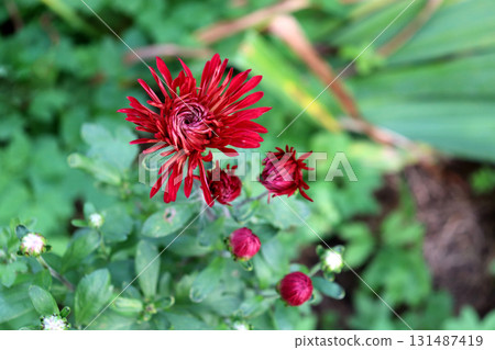 Red chrysanthemum with buds in a flowerbed Red chrysanthemum with buds in a flowerbed 131487419