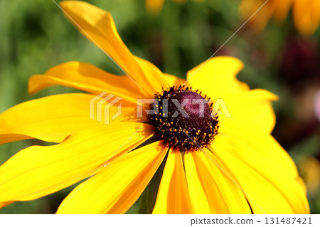 The center of a yellow rudbeckia flower with petals The center of a yellow rudbeckia flower with petals 131487421