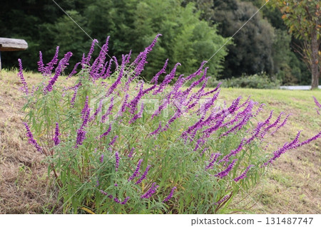Lavender blooming in the plateau Lavender blooming in the plateau 131487747