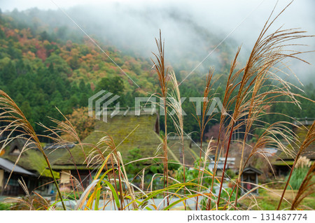 Autumn rural scenery with silver grass swaying in the wind Autumn rural scenery with silver grass swaying in the wind 131487774