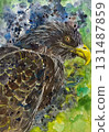 Watercolor painted hawk 131487859