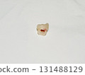 Freshly fallen baby teeth 131488129