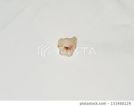 Freshly fallen baby teeth 131488129