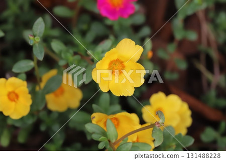 秋季花園裡盛開的黃色馬齒莧花 秋季花園裡盛開的黃色馬齒莧花 131488228