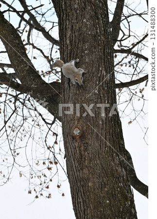 A Siberian flying squirrel emerges from its tree burrow during the day in a winter park in Hokkaido, and another Siberian flying squirrel walks along the trunk 131488300