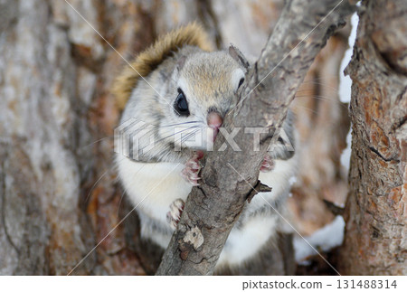 北海道冬季公園裡，一隻西伯利亞飛鼠白天坐在樹枝上 131488314
