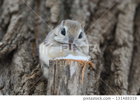 A Siberian flying squirrel sitting on a branch during the day in a winter park in Hokkaido A Siberian flying squirrel sitting on a branch during the day in a winter park in Hokkaido 131488319