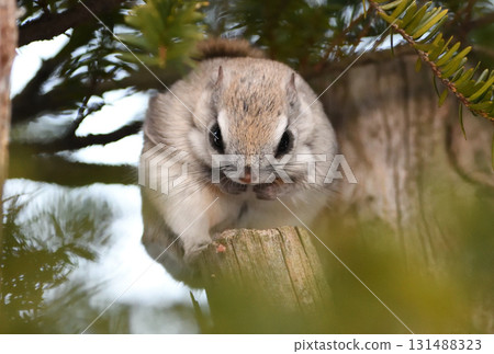北海道冬季公園裡，一隻西伯利亞飛鼠白天坐在樹枝上 131488323