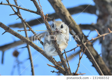 北海道公園裡,一隻西伯利亞飛鼠白天正在吃樹枝 北海道公園裡,一隻西伯利亞飛鼠白天正在吃樹枝 131488332