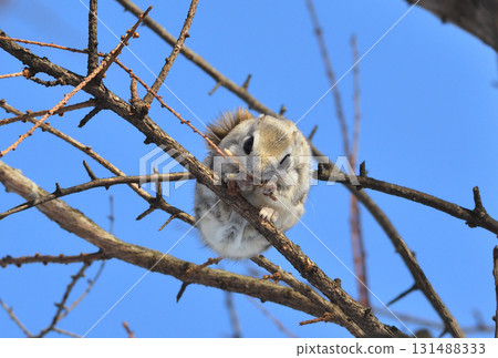 北海道公園裡，一隻西伯利亞飛鼠白天正在吃樹枝 131488333