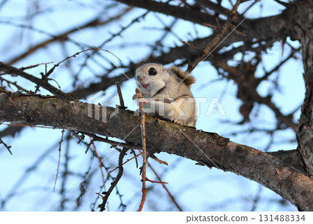 北海道公園裡，一隻西伯利亞飛鼠白天正在吃樹枝 131488334