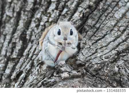 北海道公園裡，一隻西伯利亞飛鼠白天正在吃樹枝 131488335