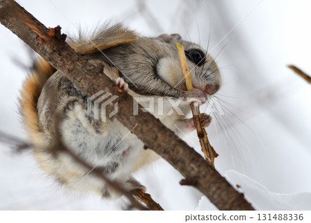 北海道公園裡,一隻西伯利亞飛鼠白天正在吃樹枝 北海道公園裡,一隻西伯利亞飛鼠白天正在吃樹枝 131488336